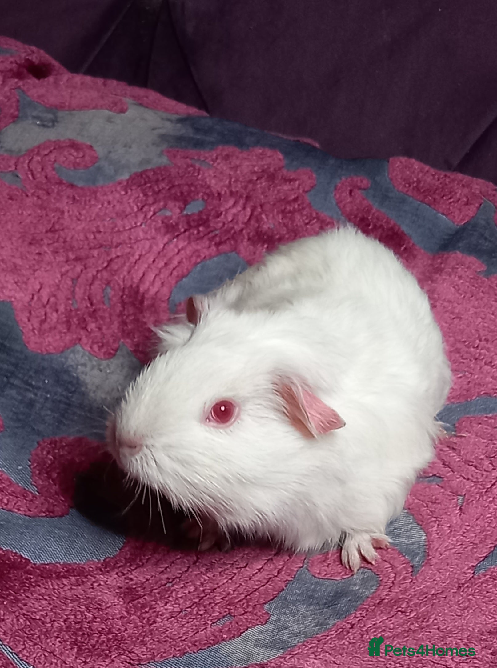 Guinea Pig rodents Baby Guinea Pigs for Sale - Advert 1