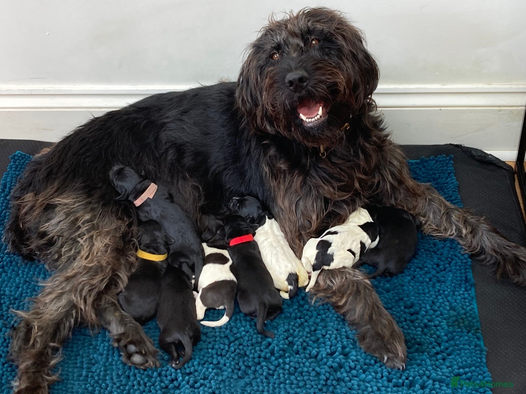 Mixed Breed dogs for sale: German wire haired pointer cross puppies - Image 19