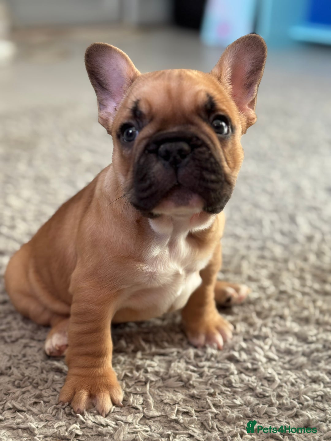 French Bulldog dogs for sale:  AMAZING PUPS  - Advert 38