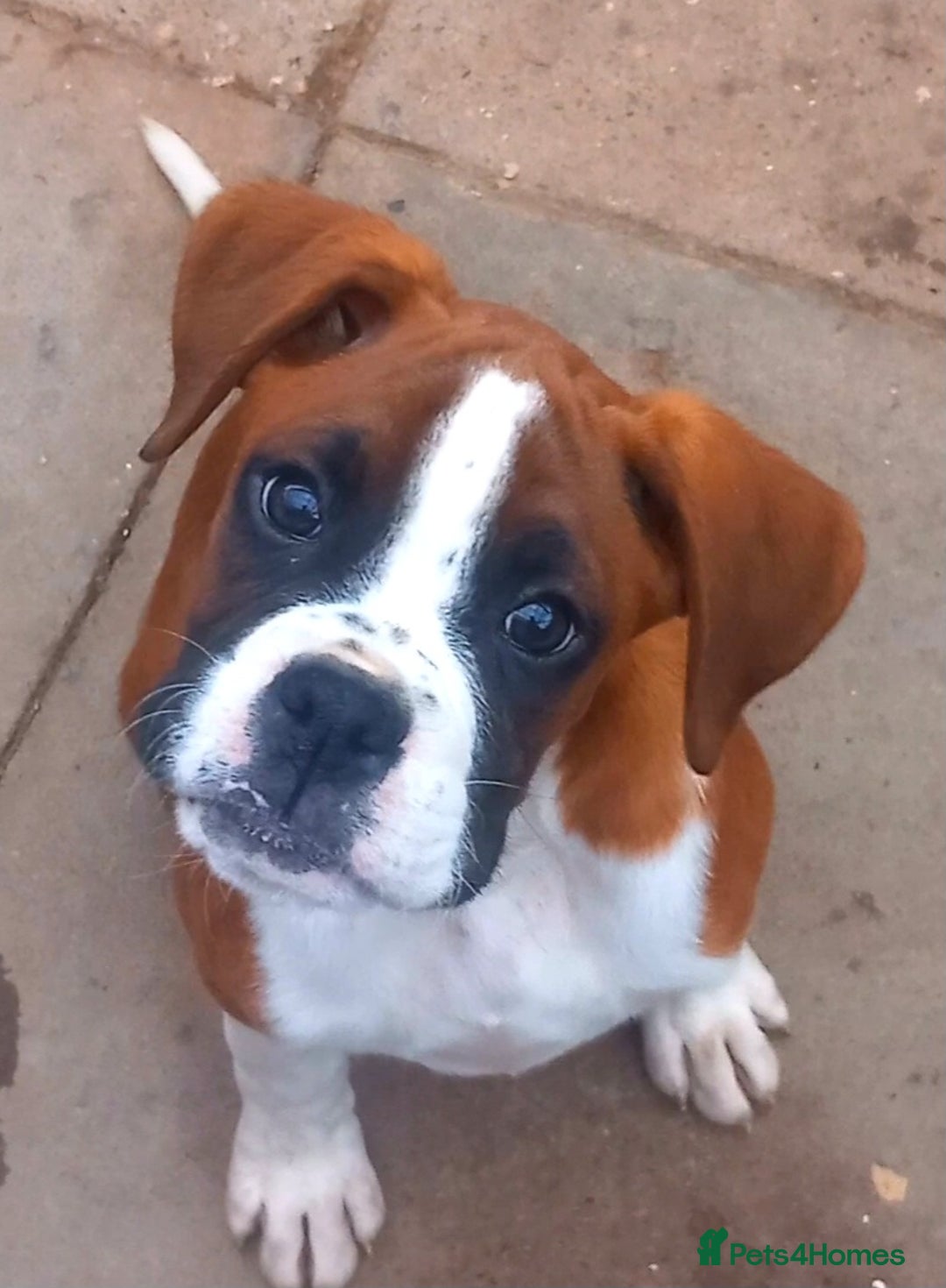 Boxer dogs for sale: Last KC Puppy looking for their forever home - Image 5