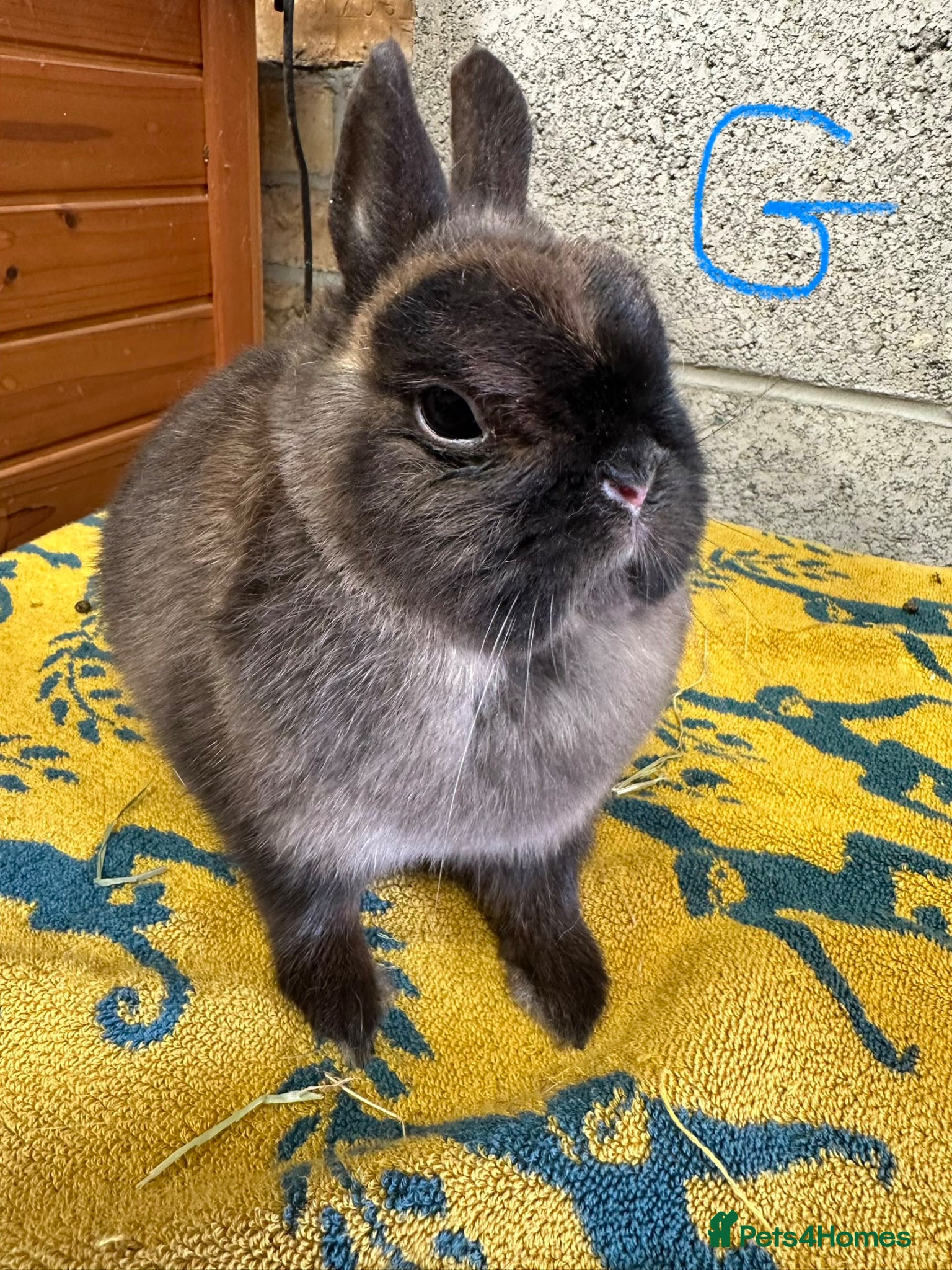 Netherland Dwarf rabbits Pair of Netherland Dwarf Rabbits for sale  - Advert 21