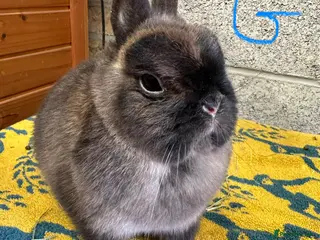 Netherland Dwarf rabbits Pair of Netherland Dwarf Rabbits for sale - Advert 21