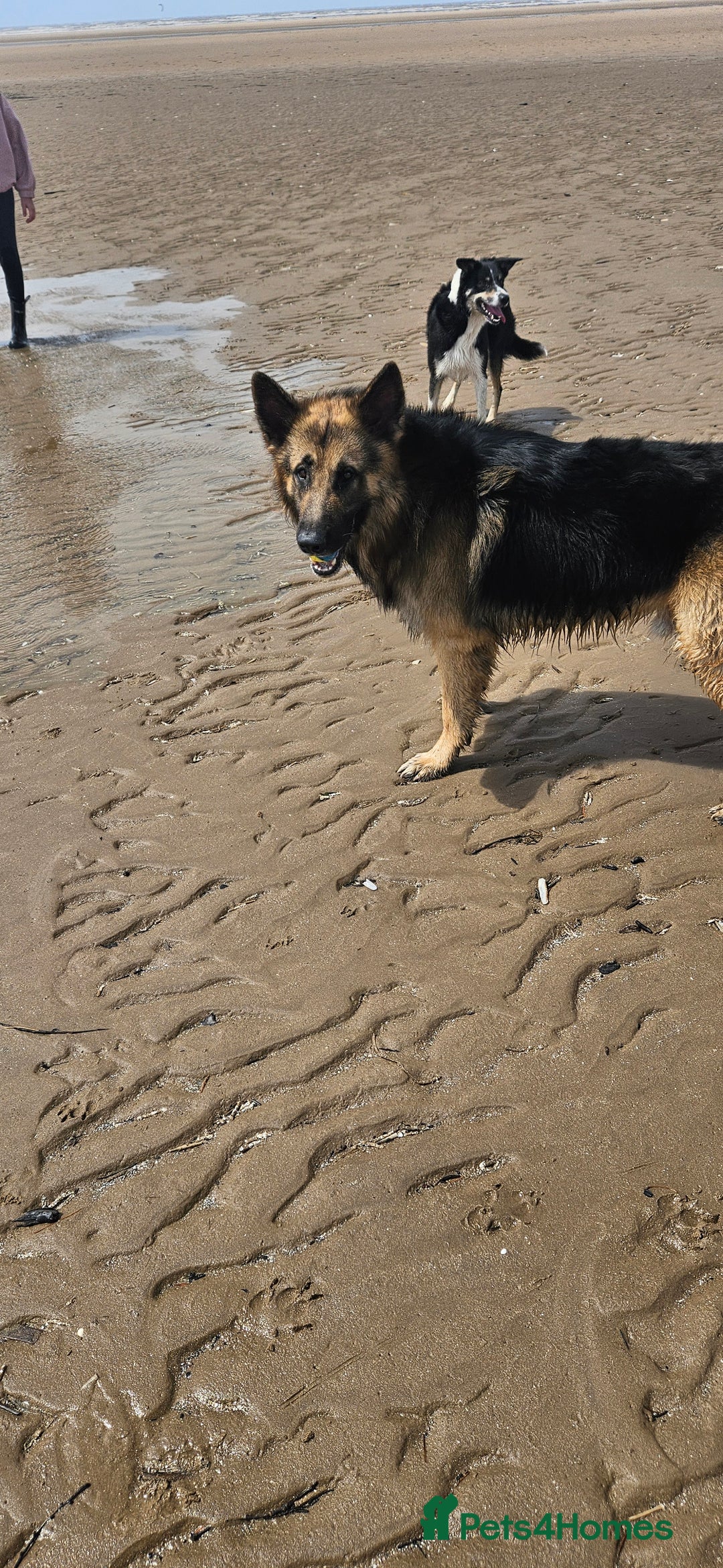 German Shepherd dogs for stud: Kaizer available for Stud - Image 10