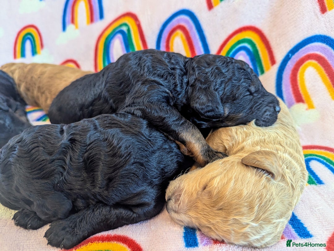 Miniature Poodle dogs for sale: Stunning Red & Phantom Miniature/Moyen Poodles - Image 21