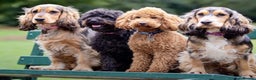 Miniature Poodle dogs for stud: FOR STUD. WELL PROVEN MINIATURE POODLE in Grimsby - Advert 12