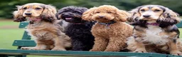 Miniature Poodle dogs for stud: FOR STUD. WELL PROVEN MINIATURE POODLE in Grimsby - Advert 12