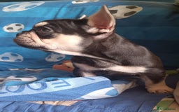 French Bulldog dogs for sale: 3 beautiful French bulldog girls - Image 7