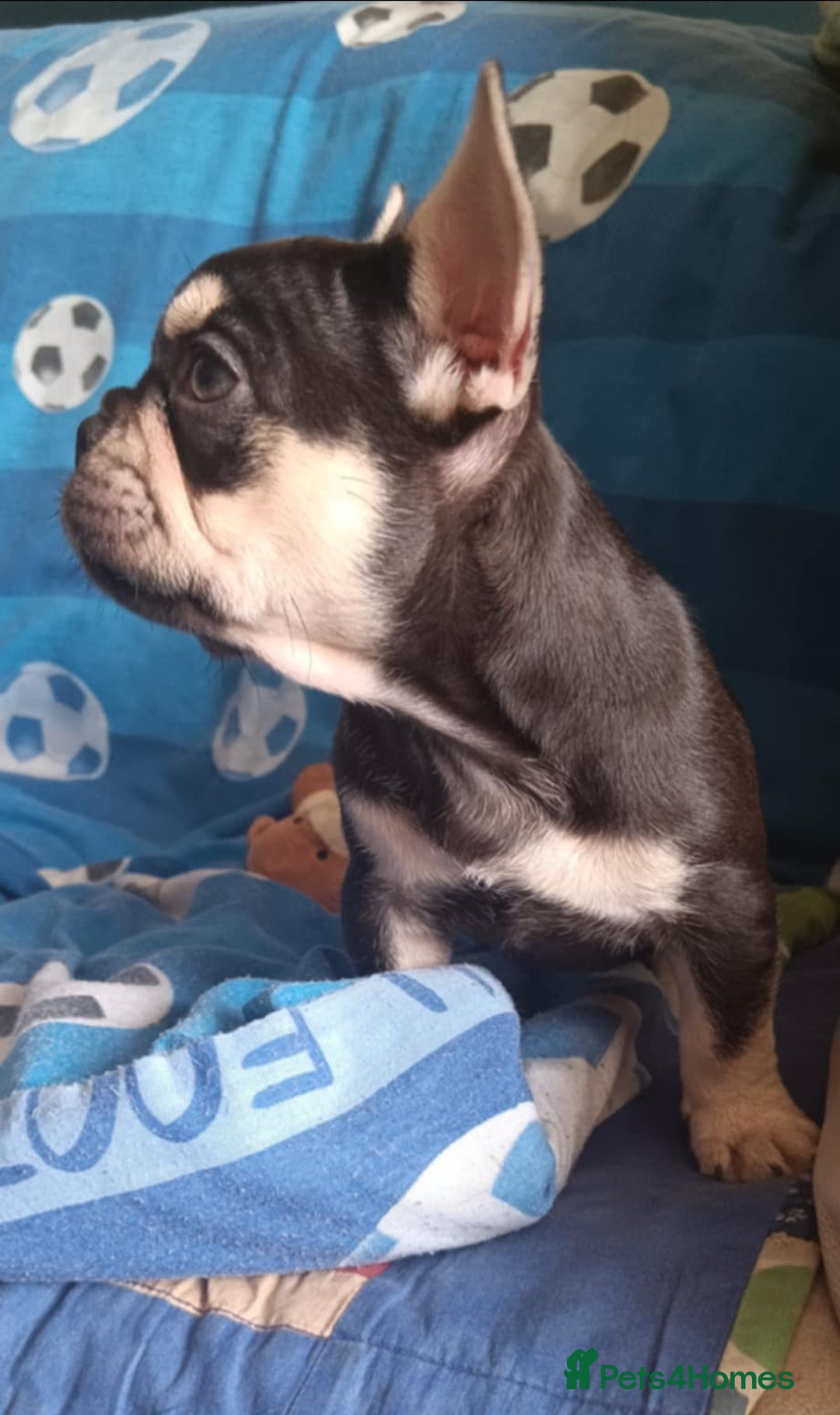 French Bulldog dogs for sale: 3 beautiful French bulldog girls - Image 7