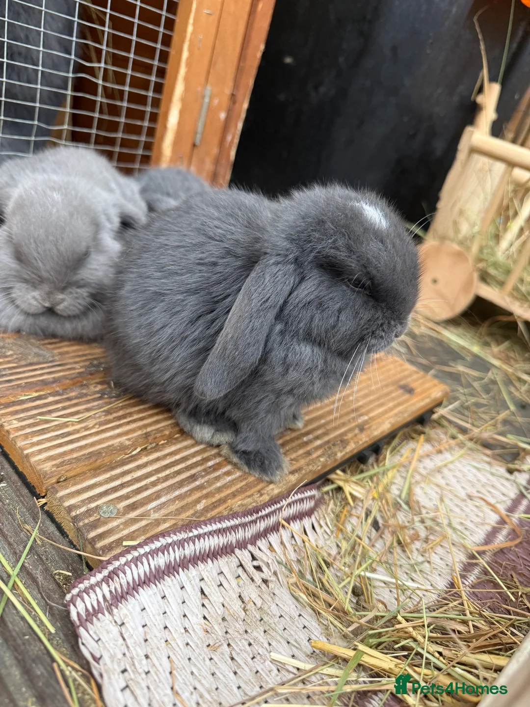 Mini Lop rabbits for sale: READY TO LEAVE NOW x 2 ♥️ - Advert 2