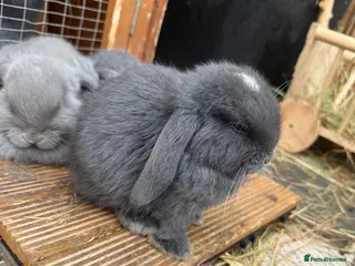 Mini Lop rabbits READY TO LEAVE NOW x 2 ♥️ - Advert 2