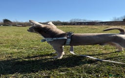 Chihuahua dogs for stud: Proven Lilac KC registered chihuahua for stud  in Liverpool - Image 15