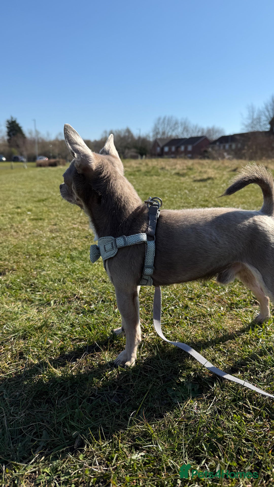 Chihuahua dogs for stud: Proven Lilac KC registered chihuahua for stud  in Liverpool - Image 15