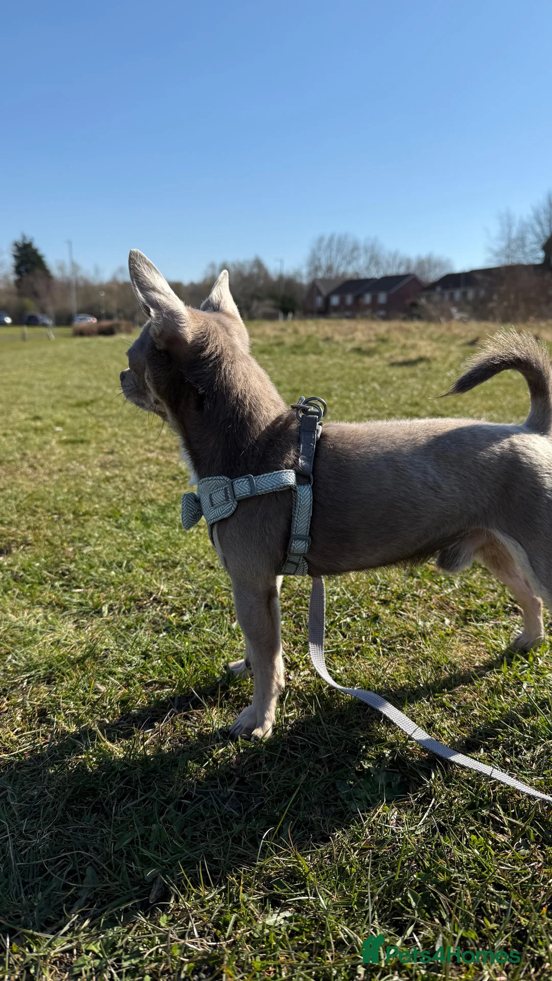 Chihuahua dogs for stud: Proven Lilac KC registered chihuahua for stud  in Liverpool - Advert 17