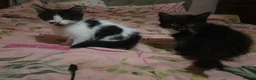 Mixed Breed cats for sale: Half British Blue Kittens - Advert 5