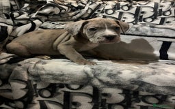 Cane Corso dogs for sale: Stunning puppies  - Image 5