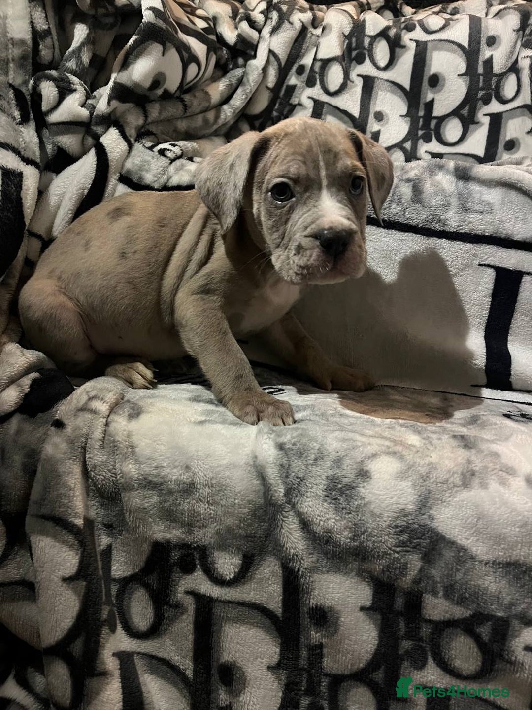 Cane Corso dogs for sale: Stunning puppies  - Image 5