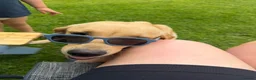 Cockerdor dogs for sale: 1 BEAUTIFUL COCKERDOR LEFT TO FIND FOREVER HOME - Advert 12