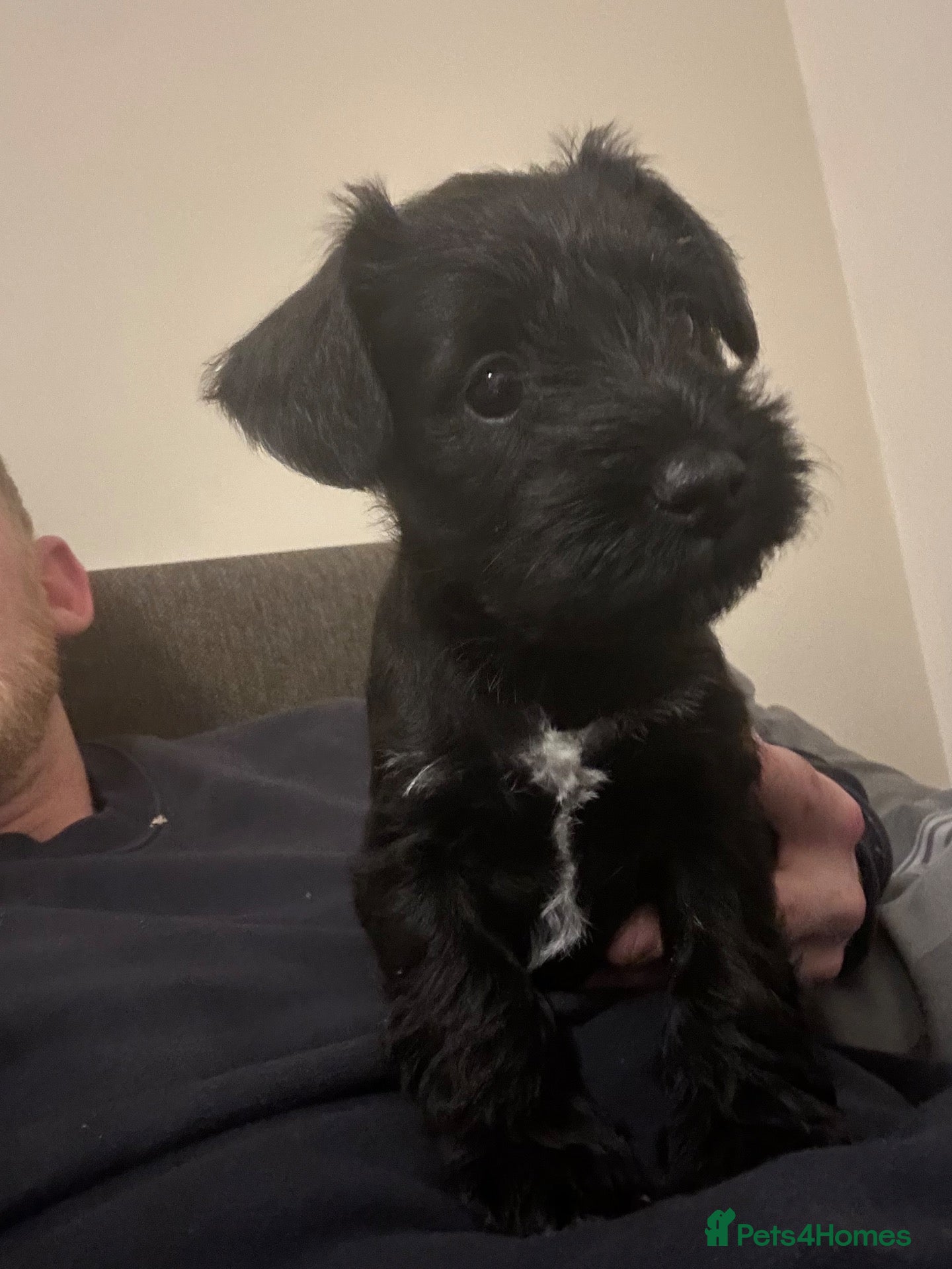 Miniature Schnauzer dogs for sale: KC Registered Miniature Schnauzer Puppies - Advert 19