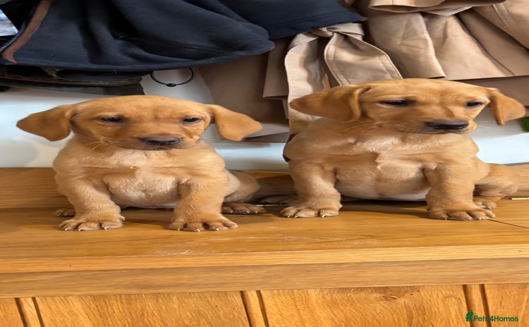 Labrador Retriever dogs - Advert 6