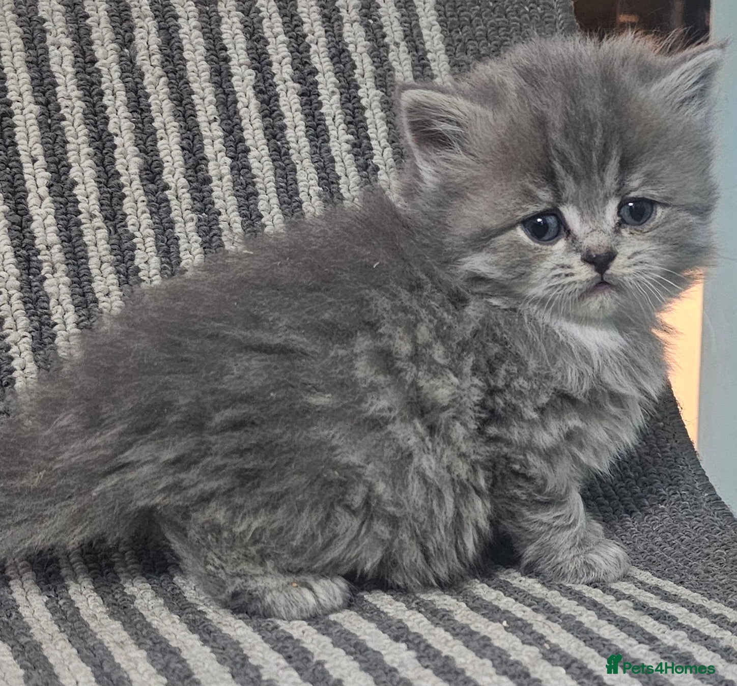 British Shorthair cats Beautiful Silver british shorthair kittens  - Advert 17
