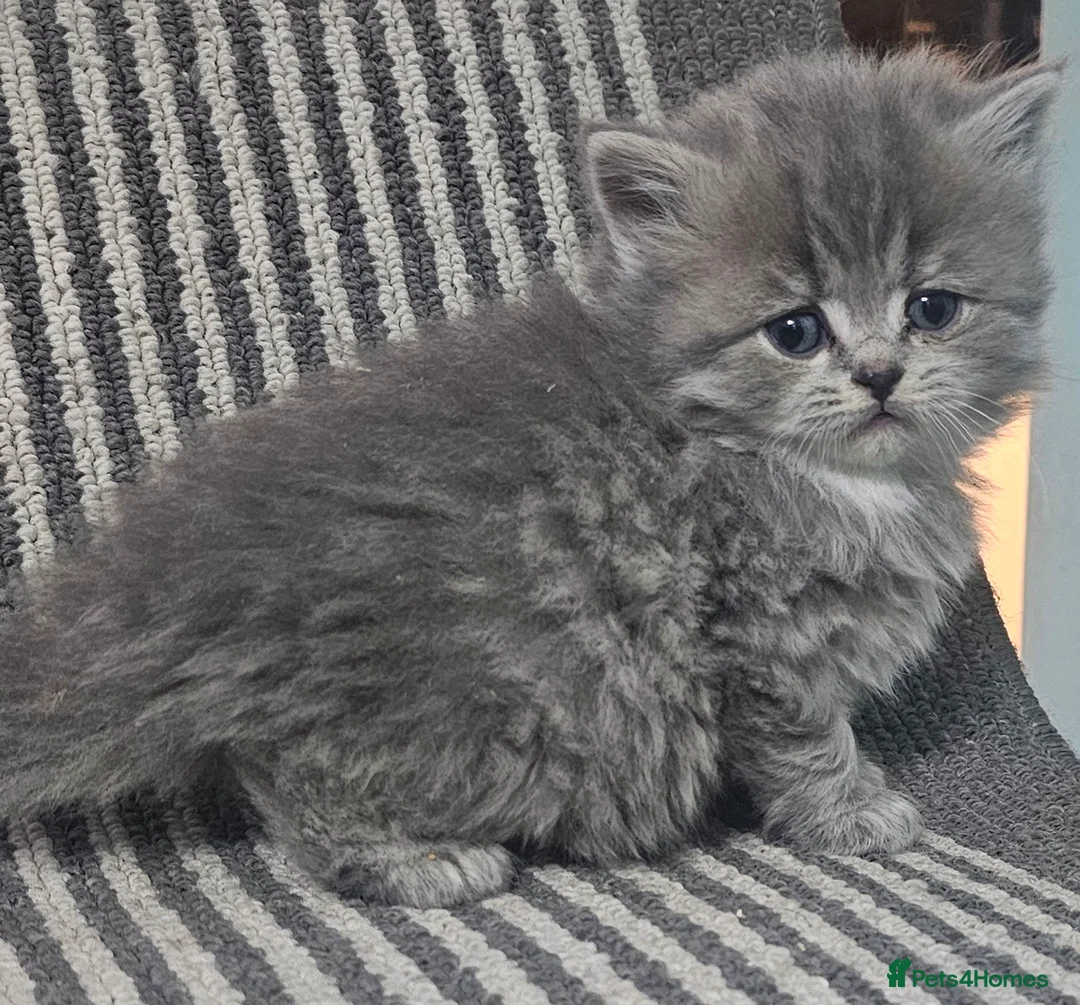 British Shorthair cats for sale: Beautiful Silver british shorthair kittens  - Advert 1