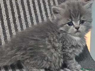 British Shorthair cats Beautiful Silver british shorthair kittens - Advert 17