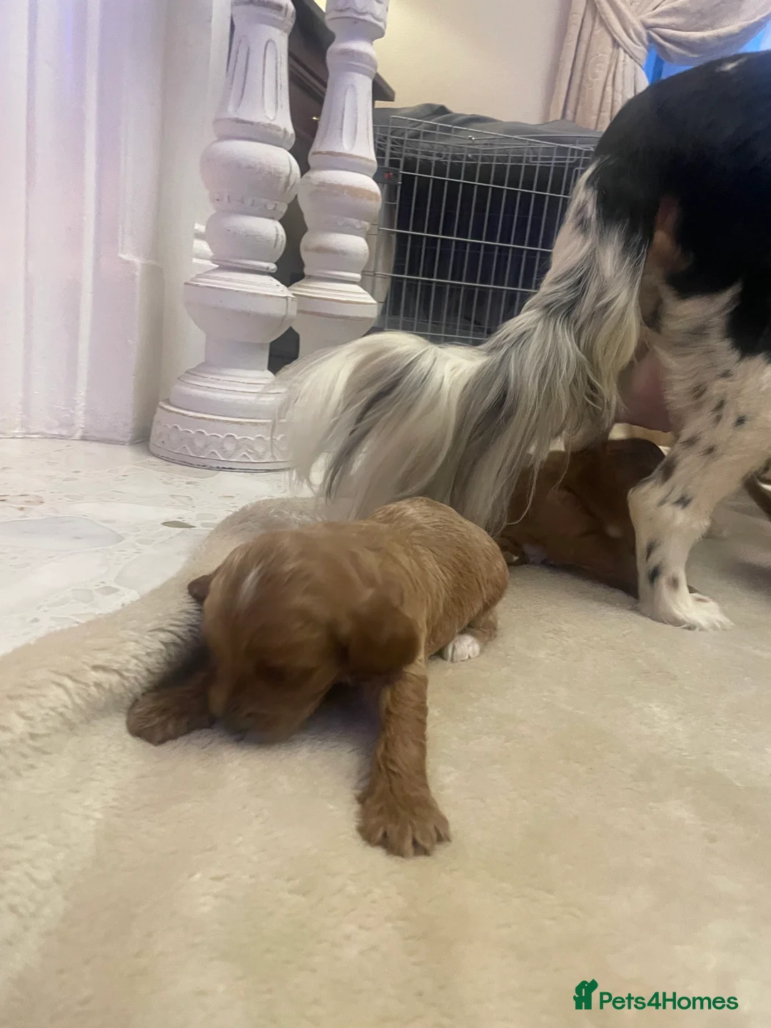 Cavapoo dogs for sale: Beautiful cavapoo puppies  - Advert 14