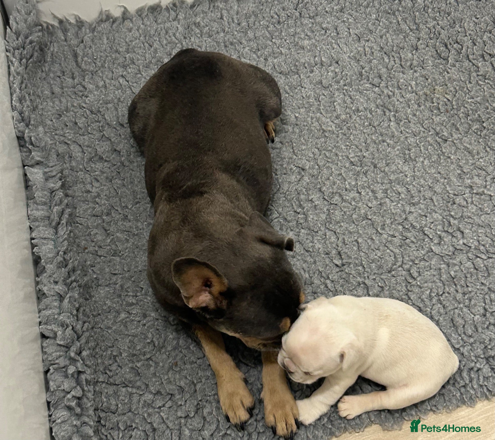 French Bulldog dogs for sale: Frenchie puppies  - Advert 11