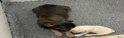 French Bulldog dogs for sale: Frenchie puppies  - Advert 1