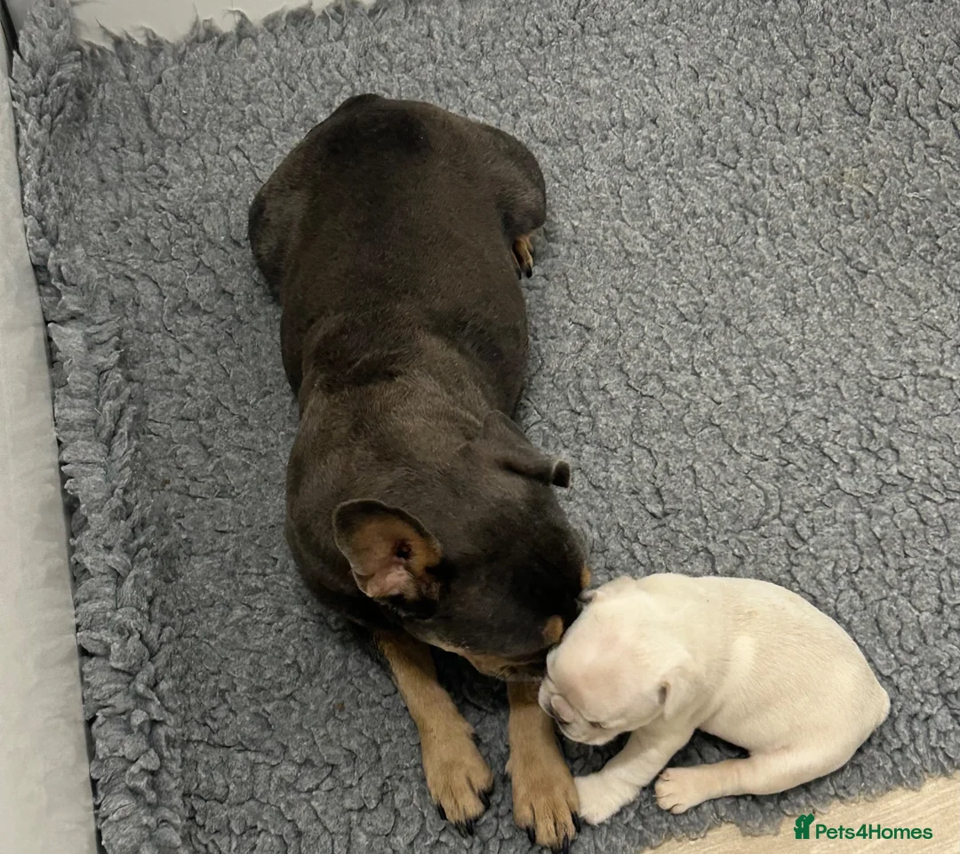 French Bulldog dogs for sale: Frenchie puppies  - Advert 1