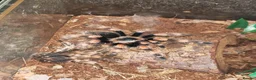 Tarantulas invertebrates for sale: tarantulas, Scorpions, Geckos,bugs and snails. - Advert 28