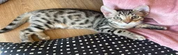 Bengal cats for sale: Bengal X READY NOW  - Advert 7