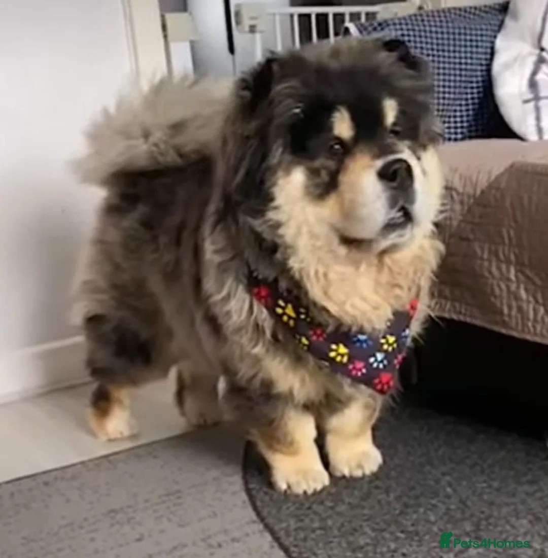 Chow Chow dogs for sale: Unique Merle Tan Chow Chow - Advert 4