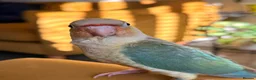 Conures birds for sale: Silly tame hand reared Green cheeked conures  in Wellingborough - Advert 3