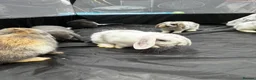 Mini Lop rabbits for sale: Gorgeous Lop eared Rabbits ready 27/06/2026 - Advert 21