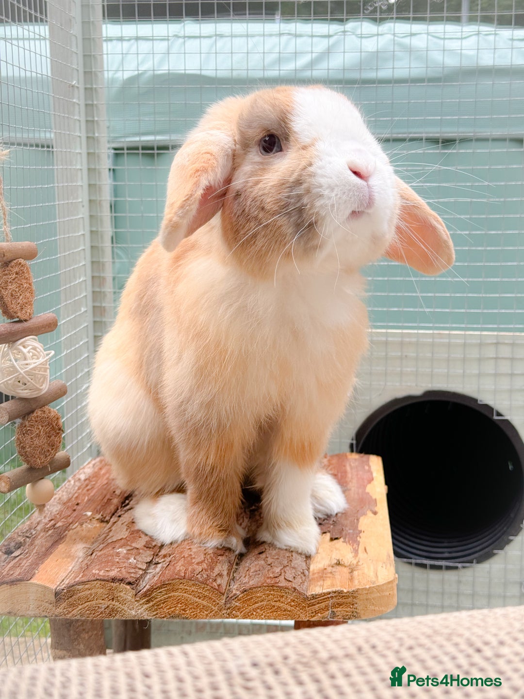 Mini Lop rabbits for sale: Mini Lop Buck  - Advert 2