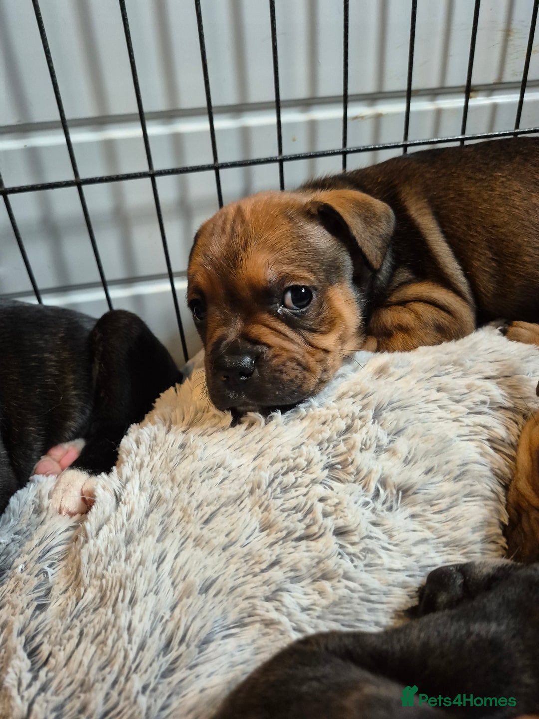 Staffordshire Bull Terrier dogs for sale: DNA HEALTH TESTED STAFFIE PUPPIES, BAER HEARING  - Advert 11