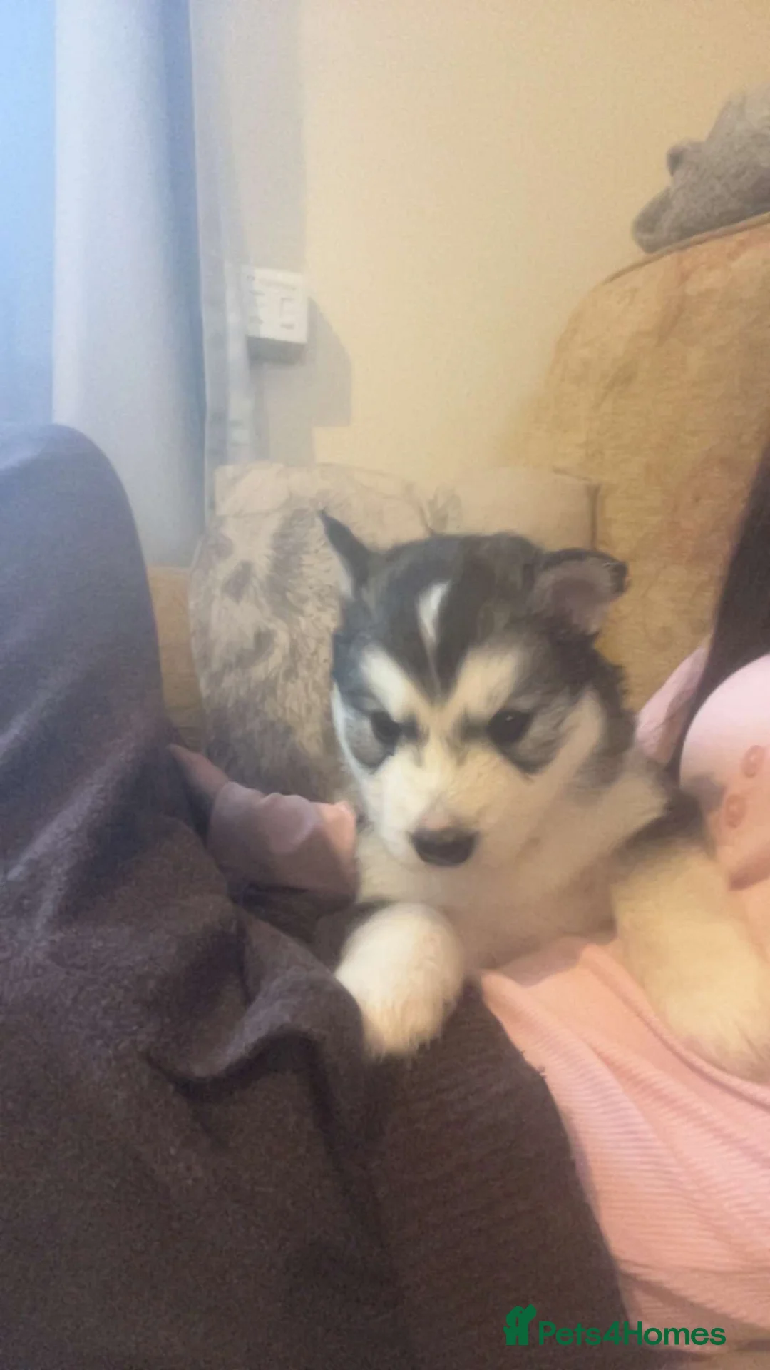 Siberian Husky dogs for sale: Siberian husky - Advert 6