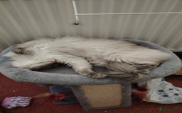 Ragdoll cats for sale: Female Ragdoll Cat - Image 2