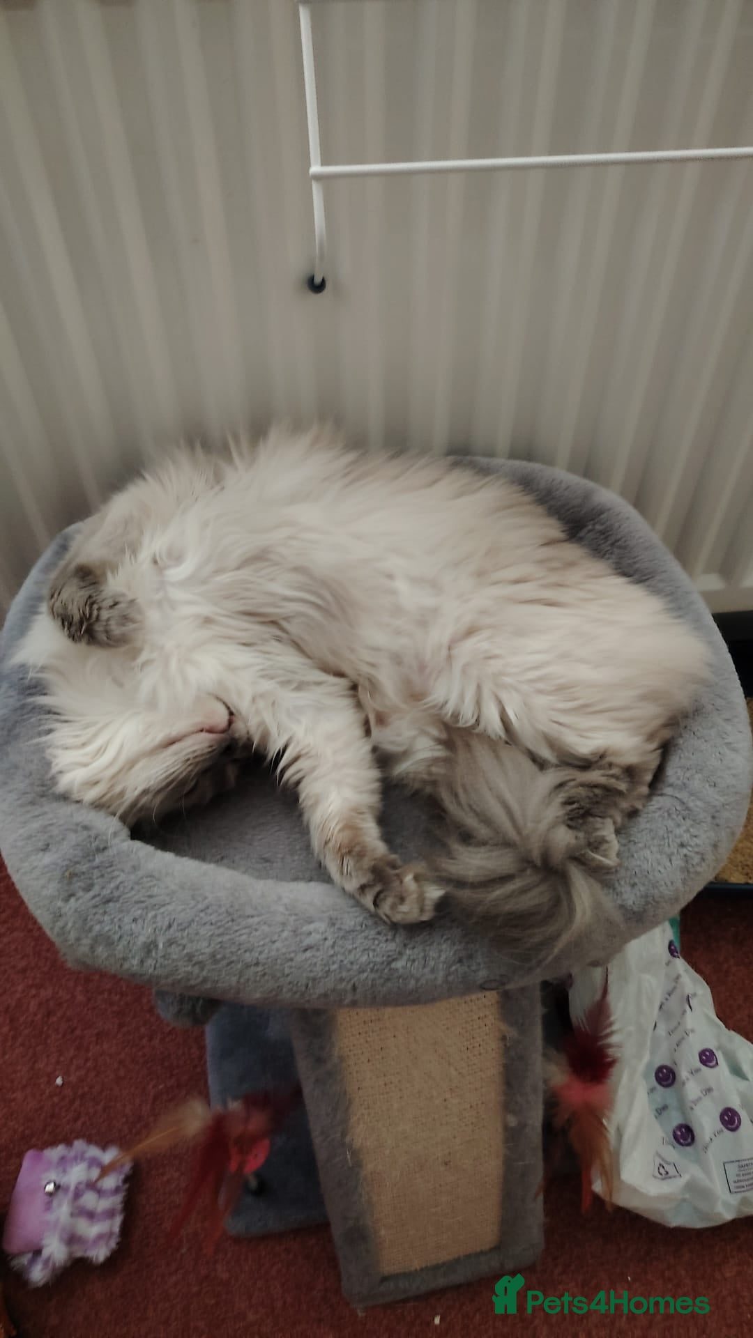 Ragdoll cats for sale: Female Ragdoll Cat - Image 2