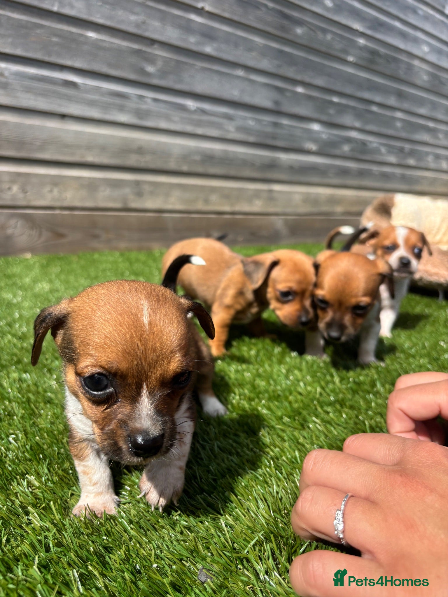 Jackshund dogs 🐾 Adorable Chiweenie Puppies - Advert 2