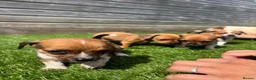 Jackshund dogs for sale: 🐾 Adorable Chiweenie Puppies - Advert 2