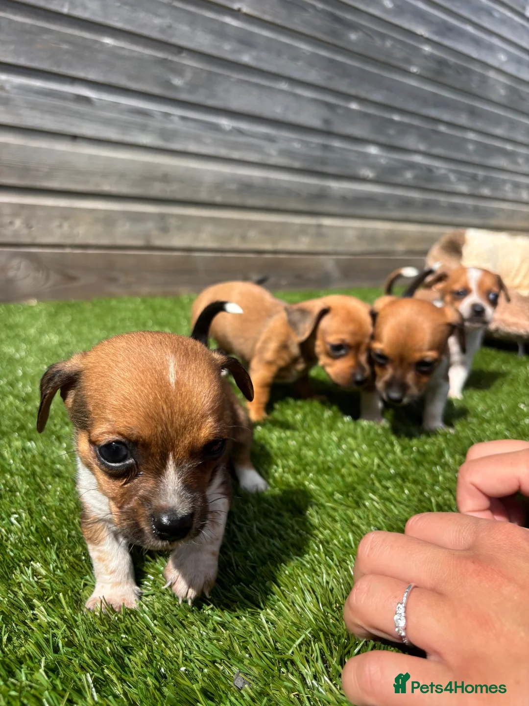 Jackshund dogs for sale: 🐾 Adorable Chiweenie Puppies - Advert 2