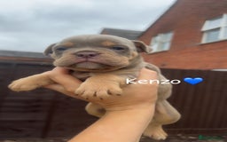 Olde English Bulldogge dogs for sale: Olde English bulldogge pups - Image 6