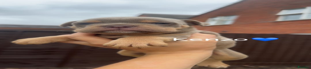 Olde English Bulldogge Puppy 5