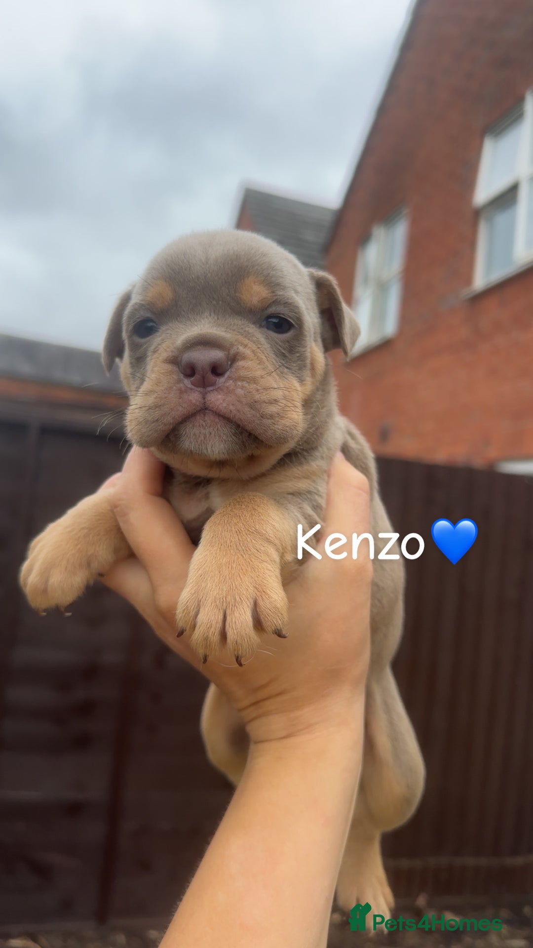 Olde English Bulldogge dogs for sale: Olde English bulldogge pups - Image 6