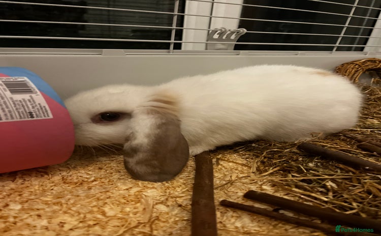 Mixed Breed rabbits - Advert 1