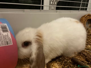Mixed Breed rabbits for sale - Advert 1
