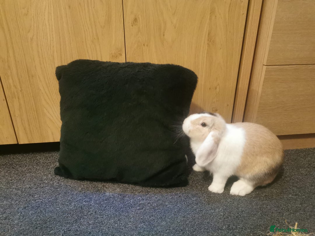 Mixed Breed rabbits for sale: Bunny - Advert 4