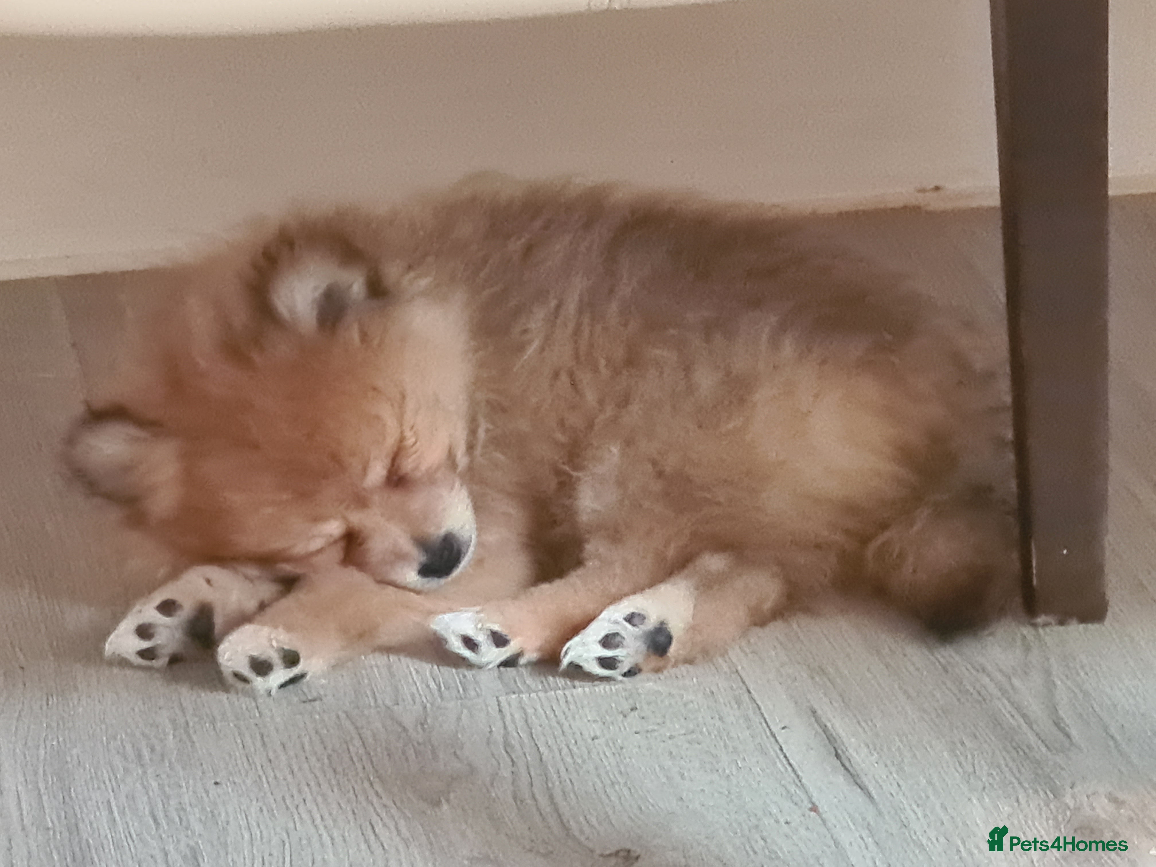 Pomeranian dogs for sale: 3 female pomeranian puppies  - Advert 8